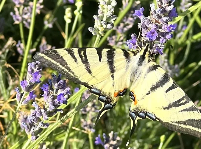 Meliora Villa Vižinada